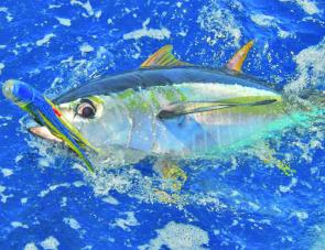 Yellowfin will be around for those that put the effort in.