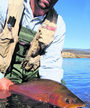 Releasing another trophy sized trout back into the Eucumbene River. Trout anglers will be travelling from far and wide to hit the Eucumbene River’s big spawners this month. If the run is half as good as last season, then the fishing will be sensational.