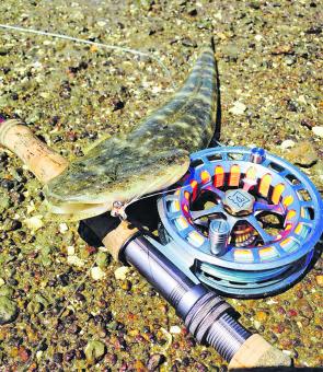Up and down our coast, if you want to get into fly fishing than flathead are a fun, simple, but challenging enough way to hook up.