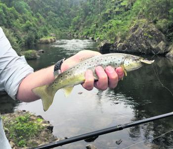 The author with a decent pan-sized trout caught in the Thomson River behind Walhalla recently. Most of the larger tributaries throughout West Gippsland hold similar sized fish that are great fun on light gear.