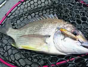 Downsizing lures and baits can yield excellent results when small baitfish abound. The author calls it the after-dinner mint approach.