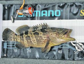 Estuary Cod are a common by-catch when chasing other species.