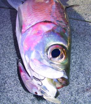 A tarpon caught by retrieving a Sebile Koolie Minnow over a deep ledge.