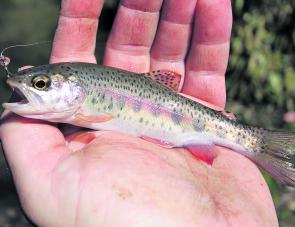 Even small trout can be caught under a float. This tiny rainbow took a liking to my bunch of worms as it drifted through a deep pool in a small mountain stream. I was using a tiny bubble float with a dropper about 80cm long. 