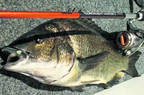 Light lures need good and well-balanced tackle to get the best from them.