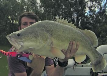 The author with a 90cm Murray cod taken on a 120mm Koolabung Codzilla.