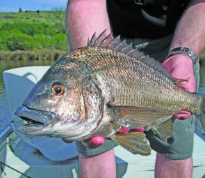 The Derwent in renowned for big bream over 40cm to the fork.