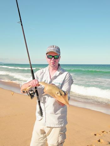 Shovel-nose sharks will be common catches on our beaches over the next few months, stealing baits meant for better fish like mulloway. Image: LenOz photography