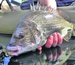 A quality bream ready for release from inside the first floodgate.