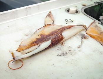 Fresh squid makes great bait!