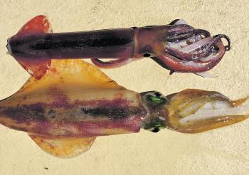 Arrow squid (top) and southern calamari. Both species respond well to the tactics described here.