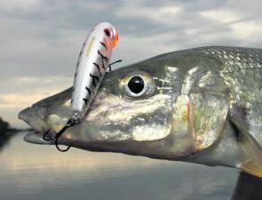 Whiting will still be lurking in the estuaries this month and willing to take surface lures. 