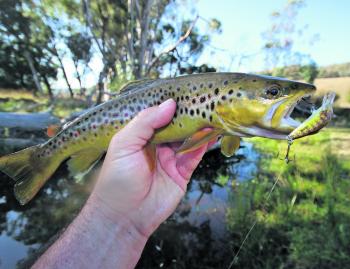 A nice brown trout caught recently on a Wildbait Minnow. This fish is long, but quite lean. This often happens as the trout prepare to spawn. 