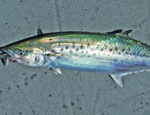 School and spotted mackerel numbers should be healthy throughout January.