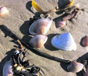You may have heard of beach fishos talking about ‘moon pipis’. These Austromactra burrowing clams from beyond the surf zone have symmetrical shells easily distinguished from the common wedge-shaped intertidal pipi (Plebidonax) just righ