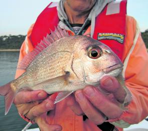 The inshore reefs are swarming with small pinkies at the moment. They can be a nuisance, especially for bait fishers but are great fun for kids and newcomers to lure fishing in the bay. Their numbers are a great sign of previous spawning, and the health o