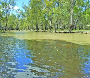 Note the colour change from the tannin-stained stained water from the Barmah Lakes and the fresh water coming in from Broken Creek.