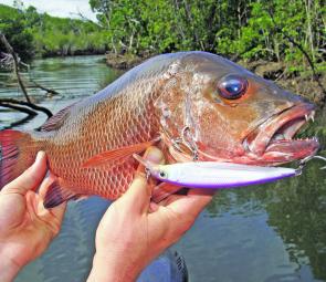 This decent mangrove jack was caught on a Rapala Floating X-Rap from the snag in the background. 