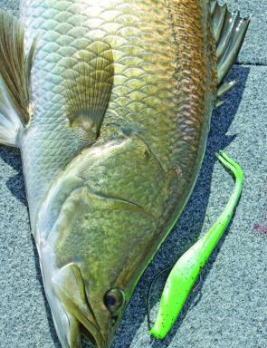 Natural colours and pre-scented lures make weedless lures a good option in any situation.