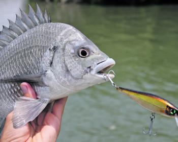 There’s plenty of interesting by-catches to be caught when barra fishing, like this greedy little pikey bream that grabbed the author’s BX Minnow.