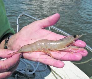 Banana prawns should still be flicking about the river so keep an eye out for them on the sounder.
