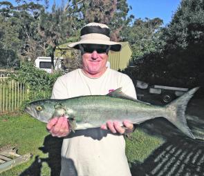 Lake Conjola is producing good numbers of 3kg tailor, like this one caught by Mark Loader from his kayak.