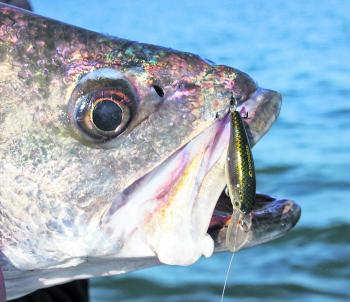 Andrew’s mulloway took a liking to a beat up old Ecogear SX 40 hardbodied lure that was meant for a bream.