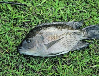 A typical Mozambique tilapia. Note the typical full-length dorsal and anal fins and the slate grey colour. 