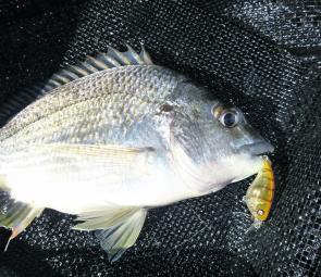 You can’t argue with this bream! They school up this time of year on the flats and go nuts in the narrows. This specimen was taken on a Sebile Scrankster 35 MR.