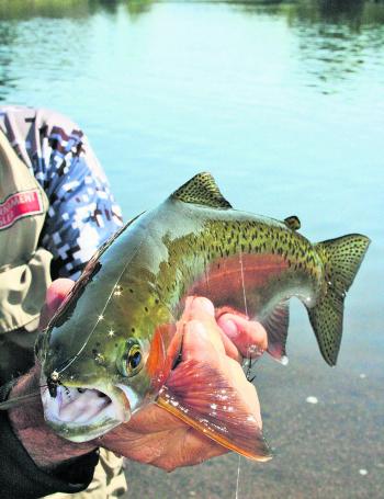 A great example of the type of trout available in the running water this month. With the trout season closing mid-month you better get your fix before that option is taken away from you.