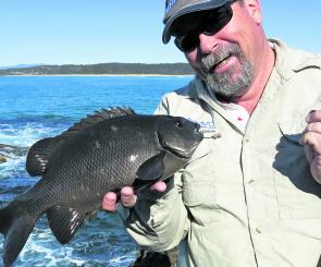 A black drummer or “pig” taken from the rocks on a deadly simple running sinker rig. Need a bit more weight? Add a second sinker!