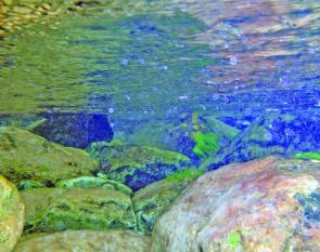 The water is extremely clear and pristine in the mountain headwaters – the best drinking water you will ever taste.