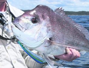 This snapper took a Sébile Koolie Minnow being trolled for mackerel. 