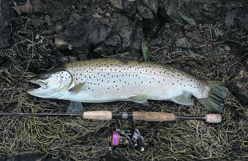 A 60cm+ brown trout prior to releas caught by Shane Stevens on a 4” Norrie’s Spoon Tail Shad soft plastic.