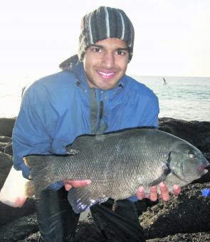 Jason Aguiar caught this cracking 53cm drummer off the stones on a cooked prawn.