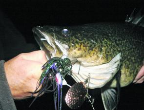 Repeat casting with large lures will be your best chance of provoking a territorial strike from a big August Murray cod. 