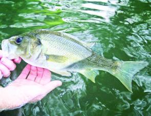 Practise catch and release to maintain healthy bass numbers.