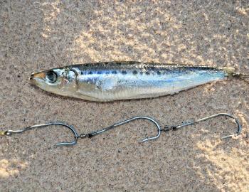 The humble pilchard pinned to a set of ganged hooks is perhaps the most reliable beach bait to use during winter. Tailor and salmon love pillies, but they also attract bream, flathead and the occasional mulloway.