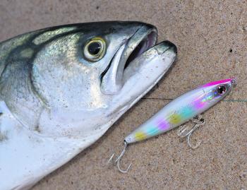 While natural bait is often the best way to go, casting lures shouldn’t be neglected as a great way to tangle with fish like tailor. 