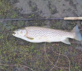 A cracking 8lb brown trout prior to release caught fly fishing by Geoff Cramer.