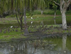 A solid flock of grass whistle ducks call the Moore Park Holiday Park home.