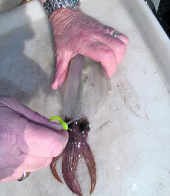 This is what happens when you get the killing of the squid wrong. The colours indicate that the brain is still alive.
