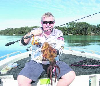 While competing in a BETS bream tournament up at Foster and fishing in the racks, the author made a quick change from a soft plastic that was meant for a bream to a pink squid jig and this squid was hooked.
