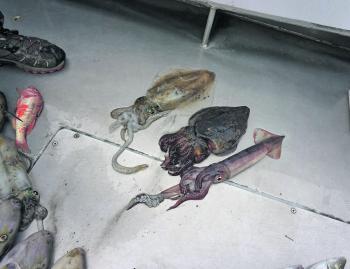 These calamari, cuttlefish and arrow squid were caught while fishing in Port Phillip Bay for King George whiting. They were cut into strips for the whiting.