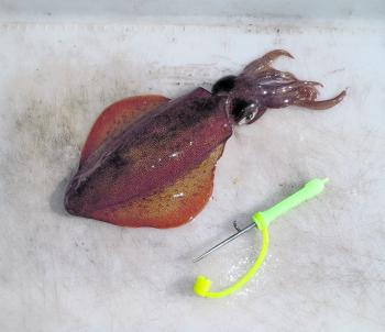 You need to get yourself a squid spike if you are going to eat them or use them as dead or stripped baits.