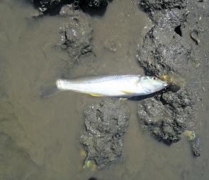 This whiting was caught on the edge of a dirty water mark pushed up against a rock bar from a strong south-easter. Dirty water lines are great places for just about any predatory fish and whiting a surprising predators.