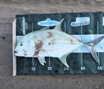 A 3” paddle tail matched the hatch and soon attracted the attention of this trevally.