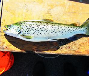 Lake Purrumbete continues to produce plenty of brown trout (photo: Brian Nygaard).