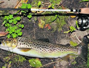 A decent sized brown trout caught earlier this season in the Kiewa River in Mt Beauty. 