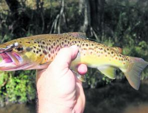 A nice brown trout caught in the Nariel Creek on a 40mm Metalhead soft plastic. Like most streams the Nariel is struggling for numbers at the moment. The best trout fishing is high up in the headwaters.